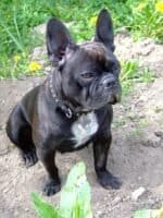 Bruno – Male French Bulldog