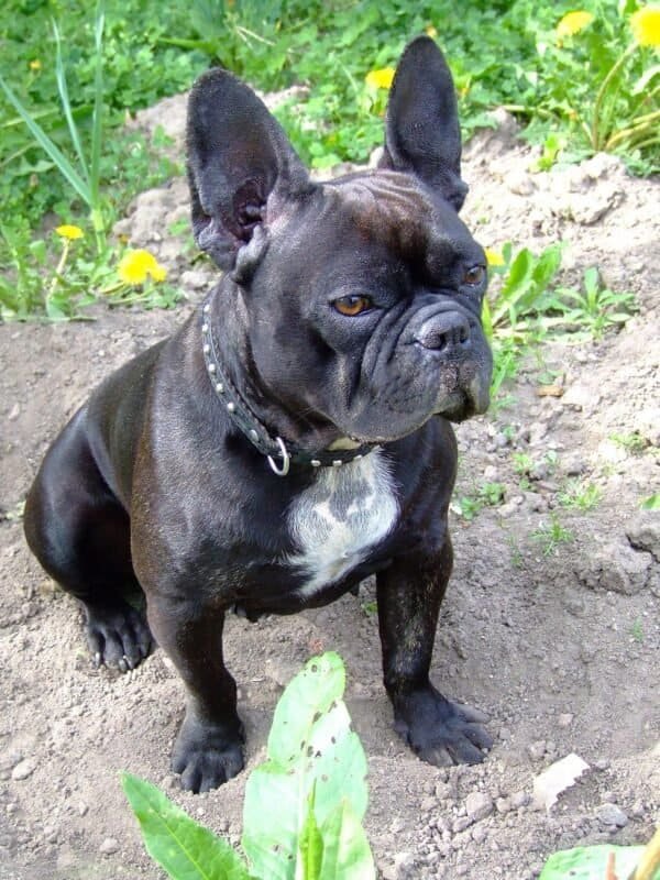 Bruno – Male French Bulldog