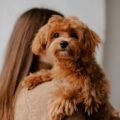toy-poodle