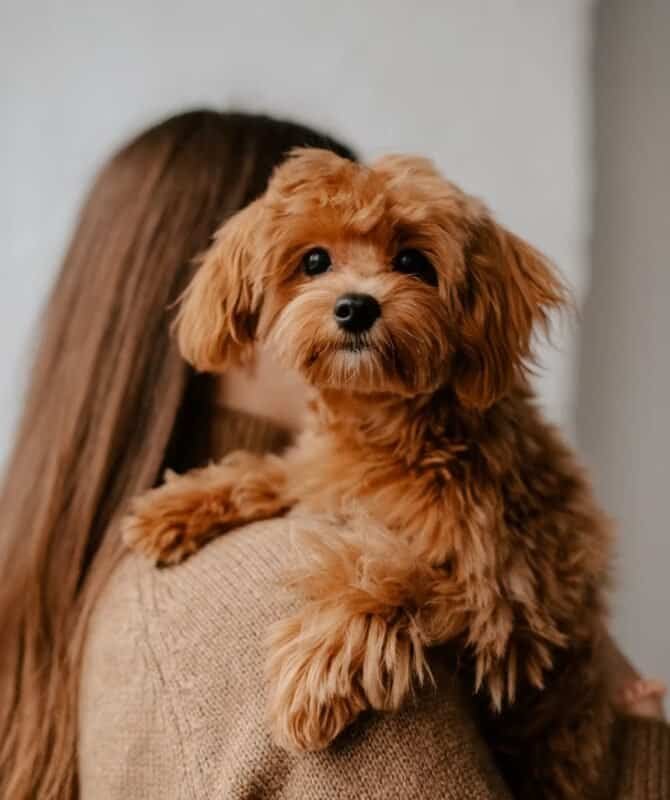 toy-poodle