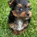 yorkshire-terrier-puppies