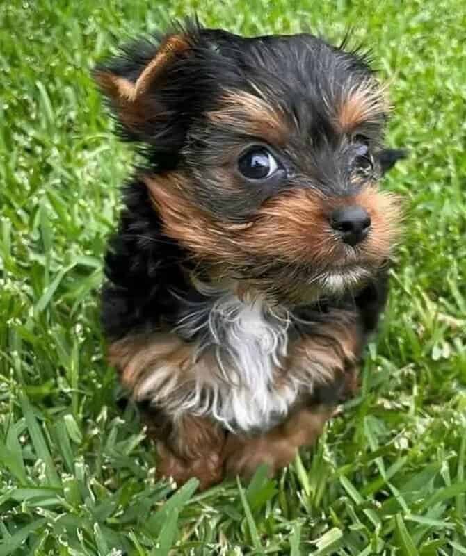 yorkshire-terrier-puppies