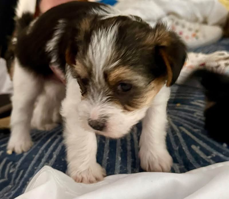 max