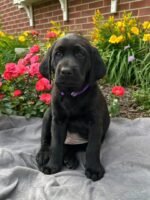 Tank Labrador Retriever1