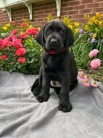 Tank Labrador Retriever2