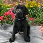 Tank Labrador Retriever