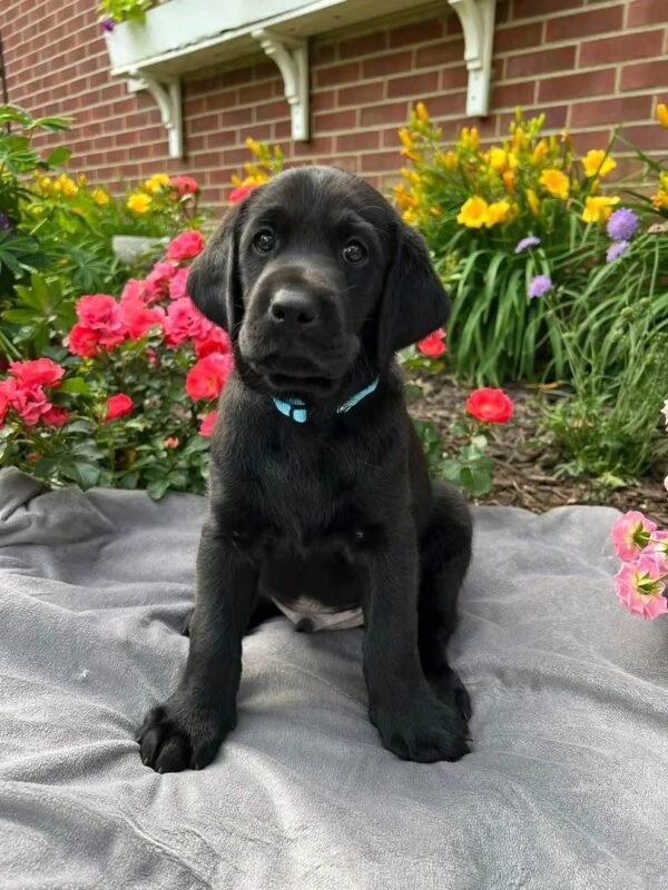 Tank Labrador Retriever