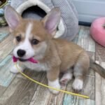 Bella Pembroke Welsh Corgi female puppy for sale