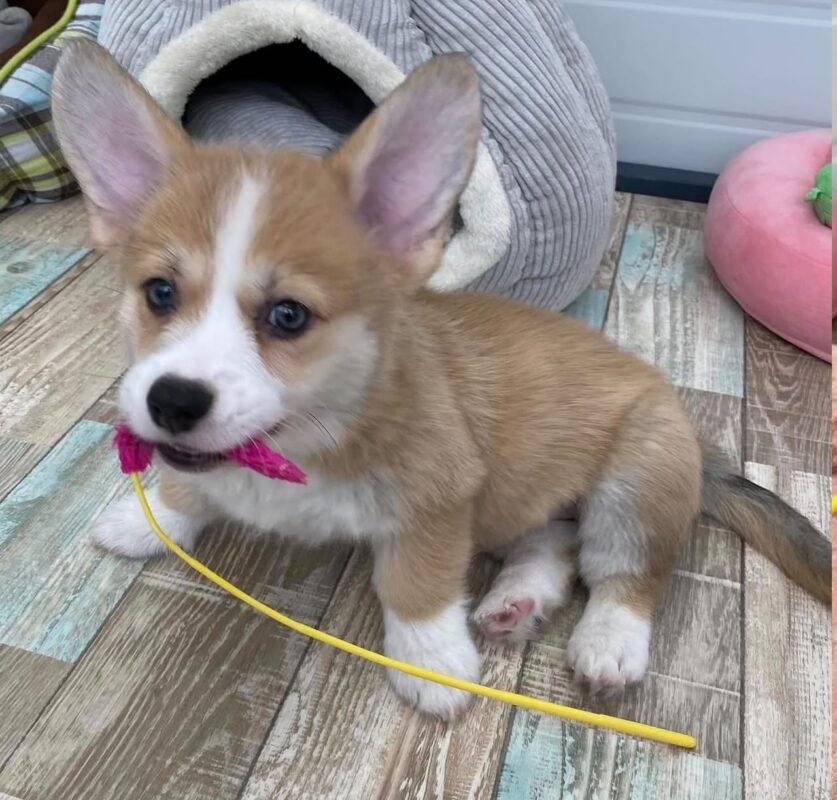 Bella Pembroke Welsh Corgi female puppy for sale