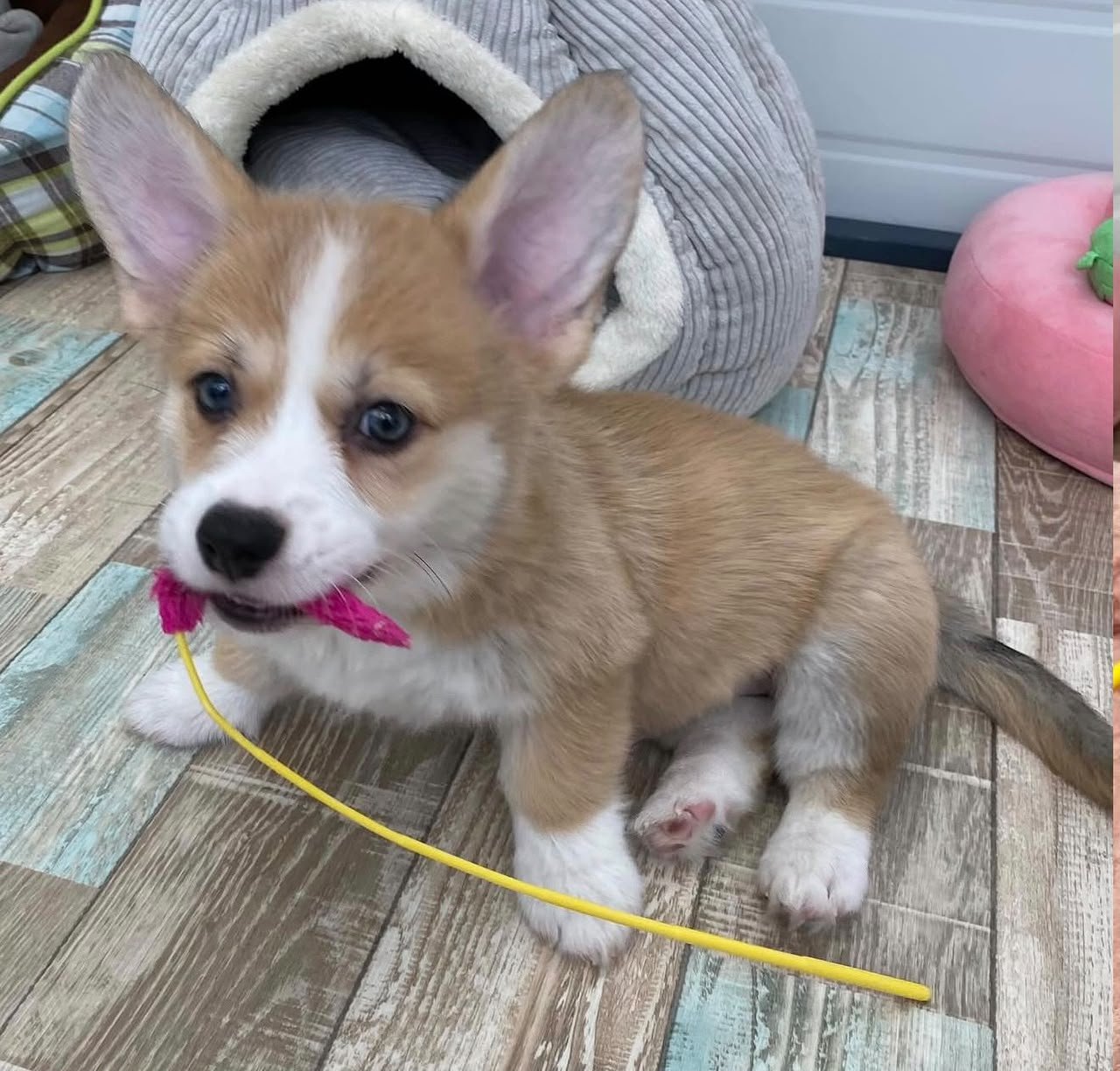 Bella Pembroke Welsh Corgi female puppy for sale - amazingpupps.com Bella Pembroke Welsh Corgi female puppy for sale