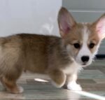 Bella Pembroke Welsh Corgi female puppy for sale - amazingpupps.com Bella Pembroke Welsh Corgi female puppy for sale