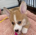WhatsApp Image 2026-10-07 at 172016 - amazingpupps.com Bella Pembroke Welsh Corgi puppy at AmazingPupps