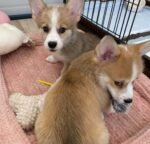 Bella Pembroke Welsh Corgi puppy at AmazingPupps - amazingpupps.com Bella Pembroke Welsh Corgi puppy at AmazingPupps