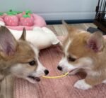 Adorable Pembroke Welsh Corgi puppy named Bella - amazingpupps.com Adorable Pembroke Welsh Corgi puppy named Bella