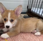 Adorable Pembroke Welsh Corgi puppy named Bella - amazingpupps.com Adorable Pembroke Welsh Corgi puppy named Bella