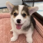 Daisy Pembroke Welsh Corgi puppy at AmazingPupps