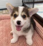 Daisy Pembroke Welsh Corgi puppy at AmazingPupps