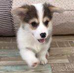Adorable Pembroke Welsh Corgi puppy named Daisy