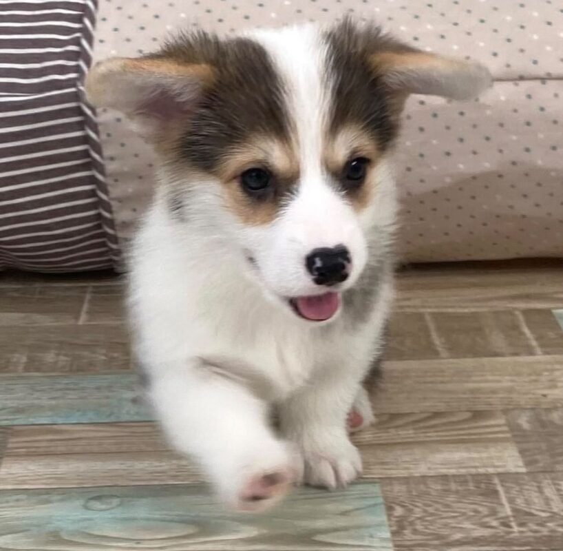 Adorable Pembroke Welsh Corgi puppy named Daisy