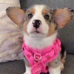 Cooper Pembroke Welsh Corgi male puppy for sale