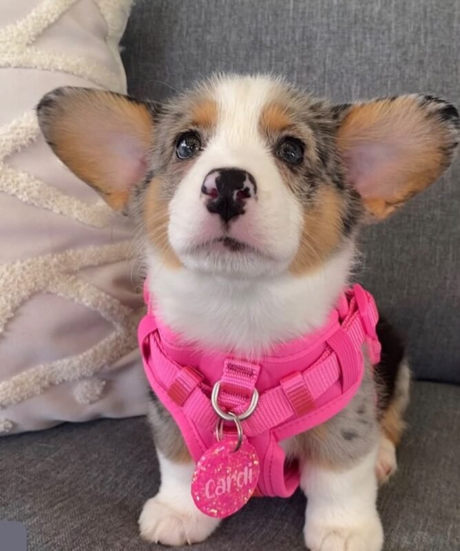 Cooper Pembroke Welsh Corgi male puppy for sale