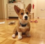 Finn Pembroke Welsh Corgi male puppy for sale - amazingpupps.com Finn Pembroke Welsh Corgi male puppy for sale