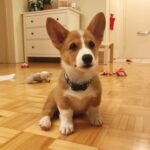 Finn Pembroke Welsh Corgi male puppy for sale