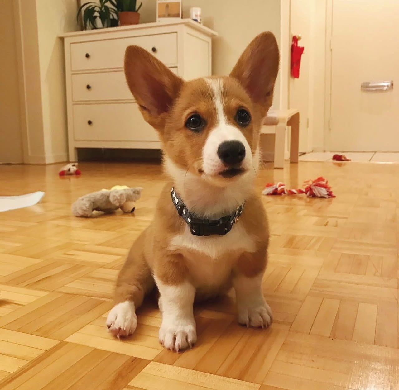 Finn Pembroke Welsh Corgi male puppy for sale - amazingpupps.com Finn Pembroke Welsh Corgi male puppy for sale