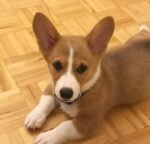 WhatsApp Image 2026-10-07 at 172658 1 - amazingpupps.com Adorable Pembroke Welsh Corgi puppy named Finn