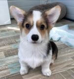 Penny the Corgi puppy