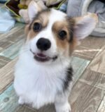 Penny the Corgi puppy