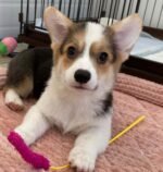 Penny the Corgi puppy