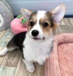 Penny the Corgi puppy sitting outdoors
