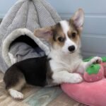Female Corgi puppy named Penny at amazingpupps.com