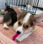 Penny, female Corgi puppy for sale