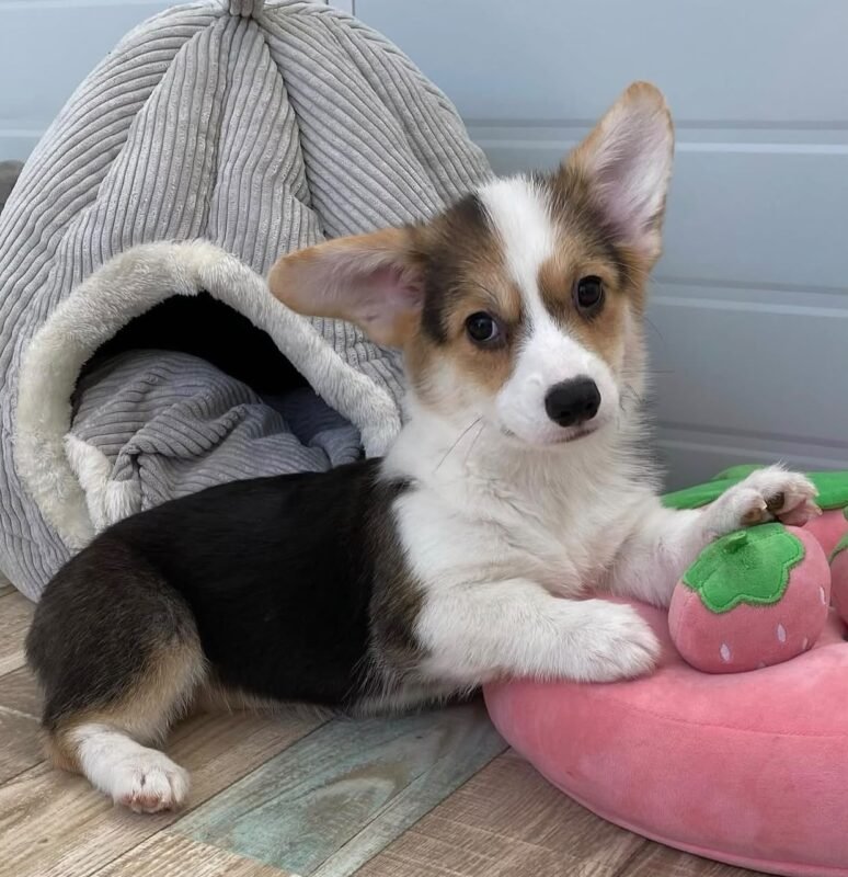 Female Corgi puppy named Penny at amazingpupps.com