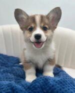 Teddy, male Corgi puppy for sale