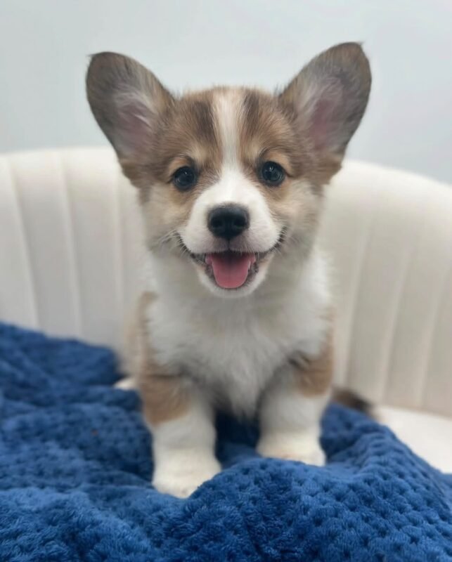Teddy, male Corgi puppy for sale
