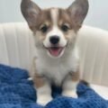 Pembroke Welsh Corgi puppies for sale at AmazingPupps