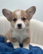 Male Corgi puppy named Teddy at amazingpupps