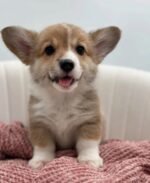 Male Corgi puppy named Teddy at amazingpupps