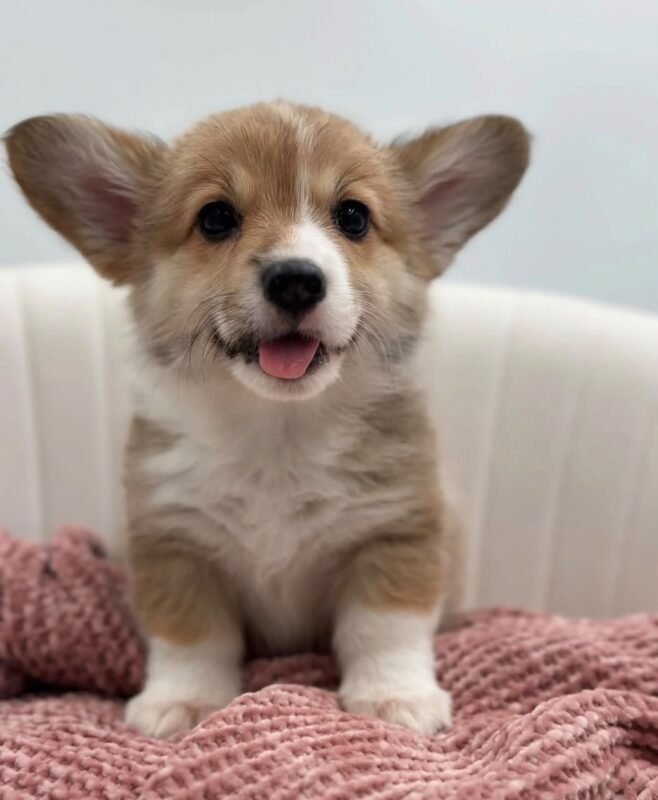 Male Corgi puppy named Teddy at amazingpupps