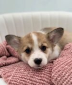 Teddy the Corgi puppy sitting outdoors