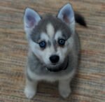 female Siberian Husky puppy with a beautiful fluffy coat.