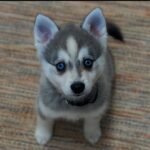 female Siberian Husky puppy with a beautiful fluffy coat.