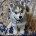 female Siberian Husky puppy with a beautiful fluffy coat.