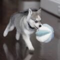 Siberian Husky puppies for sale at AmazingPupps