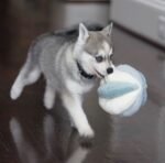 female Siberian Husky puppy with a beautiful fluffy coat.