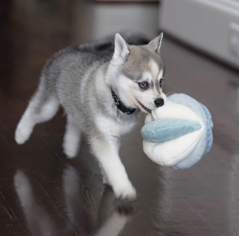 female Siberian Husky puppy with a beautiful fluffy coat.