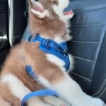 Loki, male Siberian Husky puppy with a fluffy coat